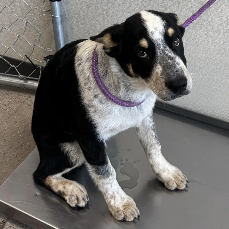 A baby large-sized male Black Mixed Breed dog named Saturn for adoption in Las Cruces, NM