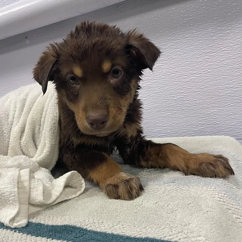 A baby small-sized male Cattle Dog dog named Fang for adoption in Spokane, WA