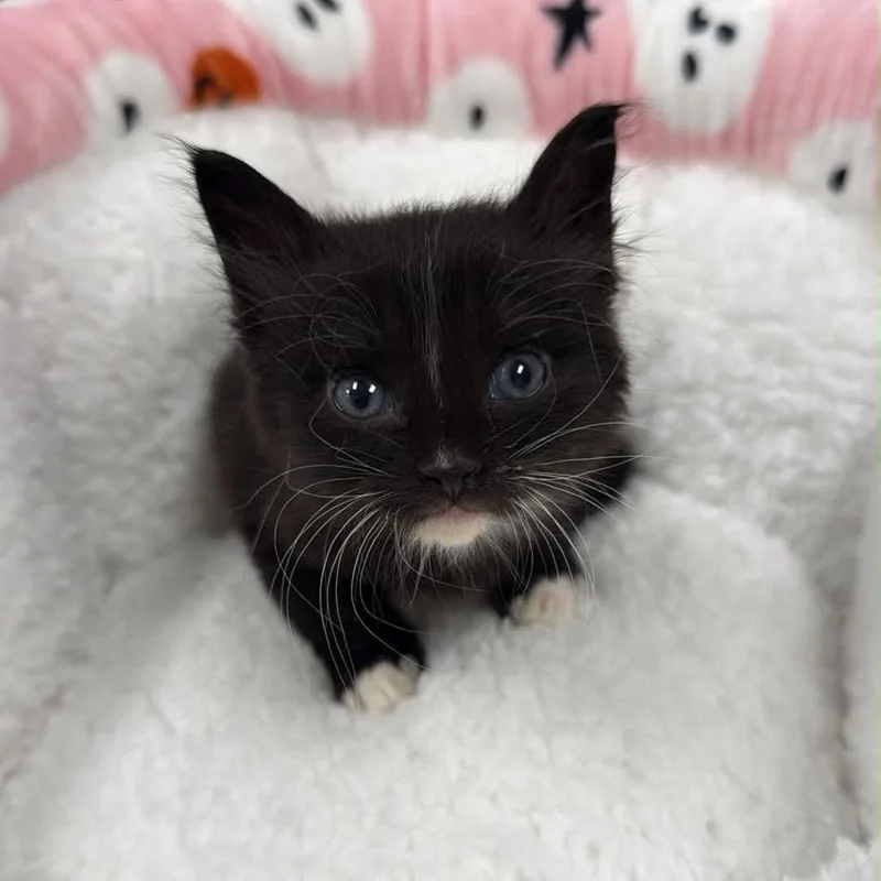 A baby small-sized male Black Domestic Short Hair cat named Socks for adoption in Spring Hill, KS