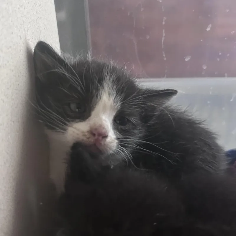 A baby small-sized male Black Domestic Short Hair cat named Sushi for adoption in Yuma, AZ