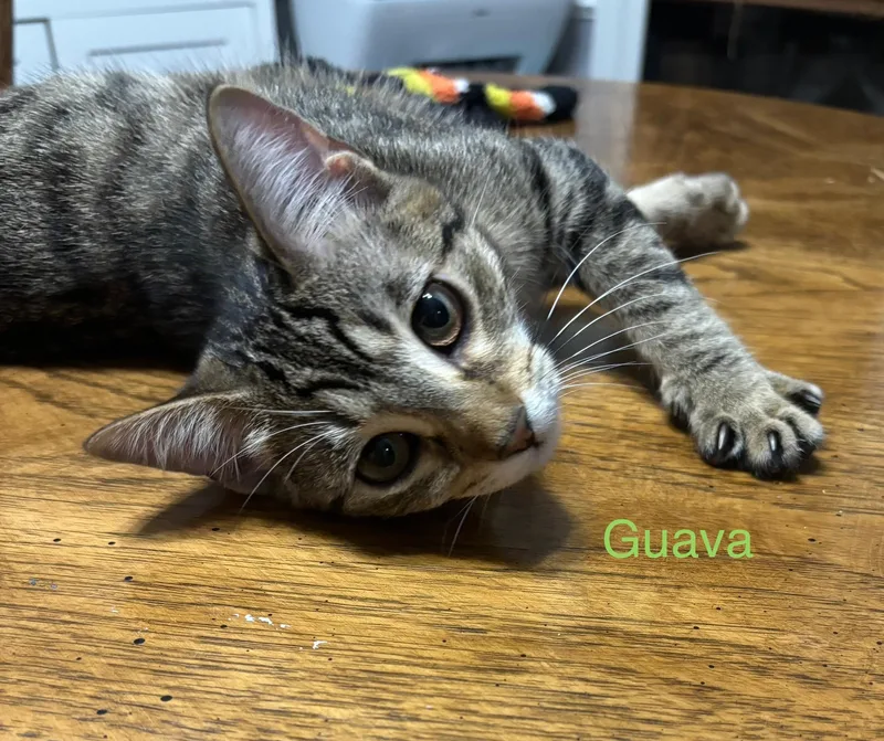 Guava thumbnail 2