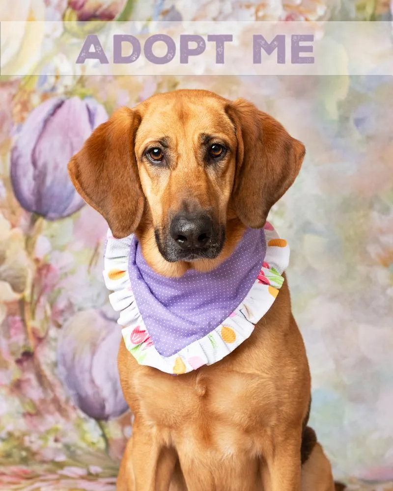 A young large-sized female Bloodhound dog named Maddie for adoption in Frisco, TX