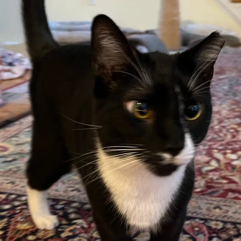 An adult small-sized male Black & White / Tuxedo Tuxedo cat named Asher for adoption in Lancaster, VA