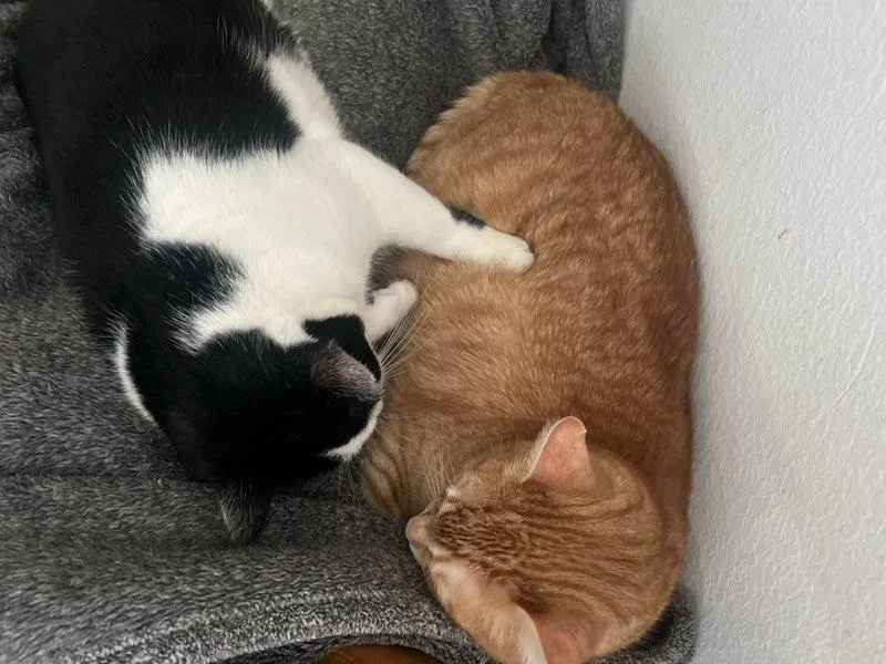 Kartelo & Sweetheart thumbnail 2