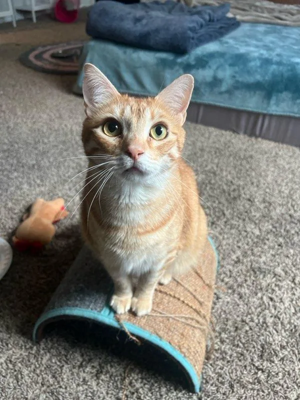 Kartelo & Sweetheart thumbnail 3