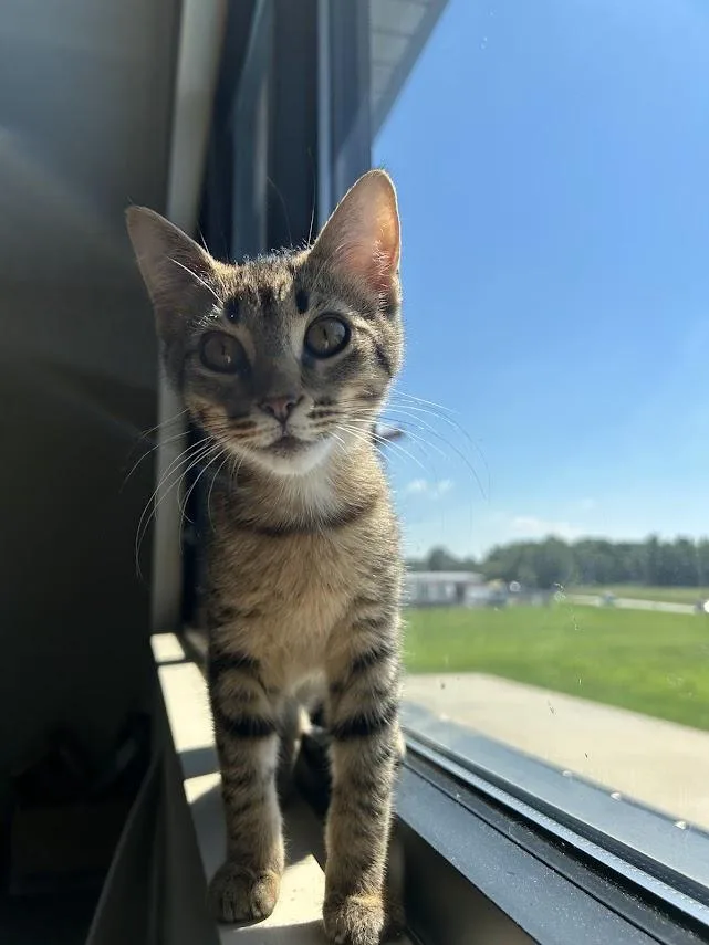 A baby medium-sized male Tabby (Brown / Chocolate) Domestic Short Hair cat named Billiam for adoption in Effingham, IL