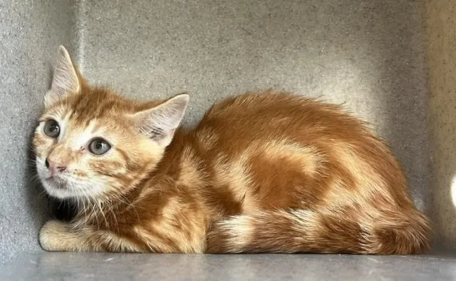 A baby small-sized male Domestic Short Hair cat named Corey for adoption in Norco, CA