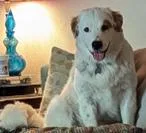 A young medium-sized male White / Cream Mixed Breed dog named Cosmo for adoption in Dallas, TX