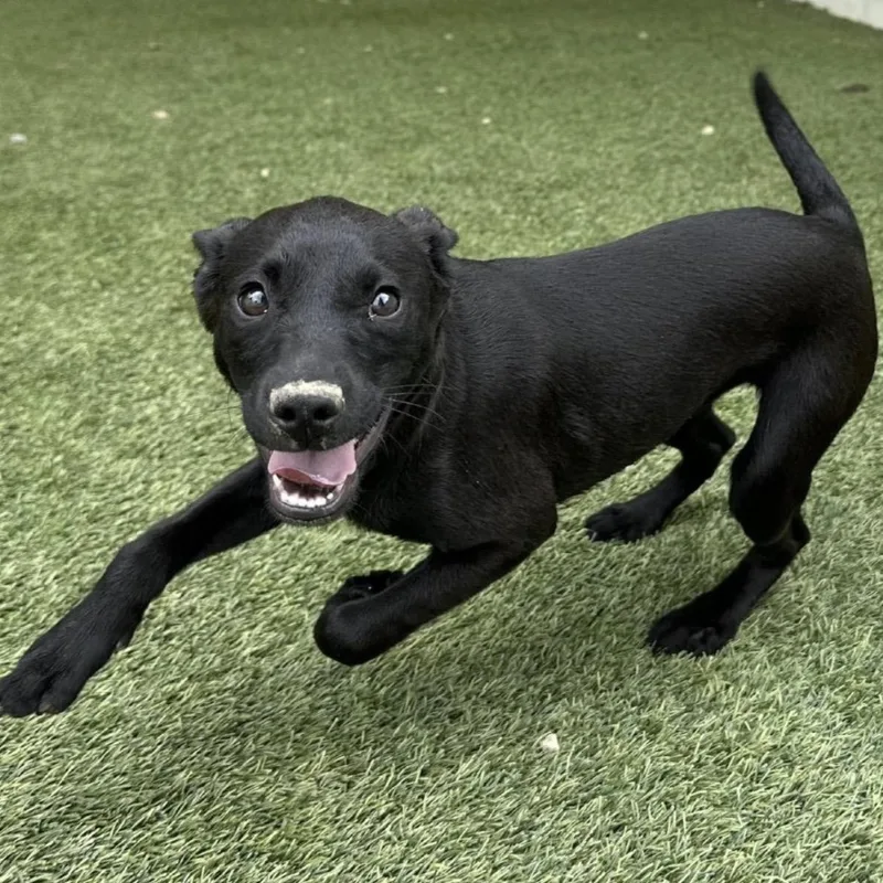 A baby medium-sized female Black Labrador Retriever dog named Magnolia for adoption in Cumberland, RI