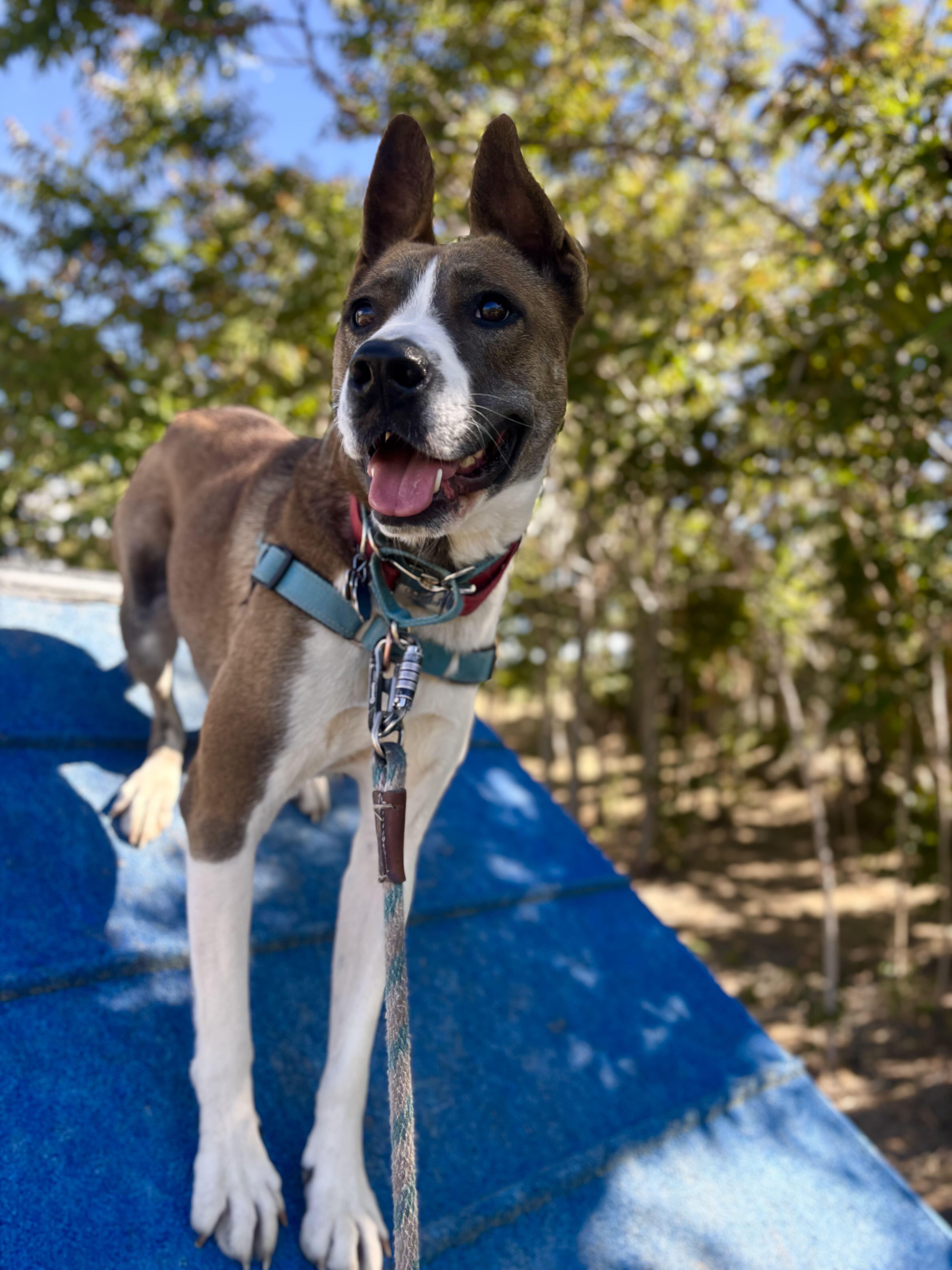 A young medium-sized female Pit Bull Terrier dog named Millie for adoption in Washoe Valley, NV