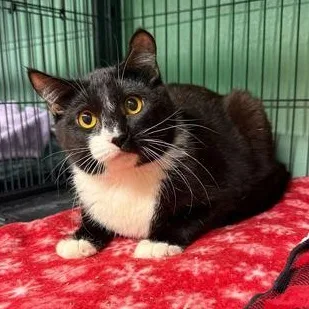 A young large-sized male Black & White / Tuxedo Domestic Short Hair cat named Axe for adoption in Fernandina Beach, FL