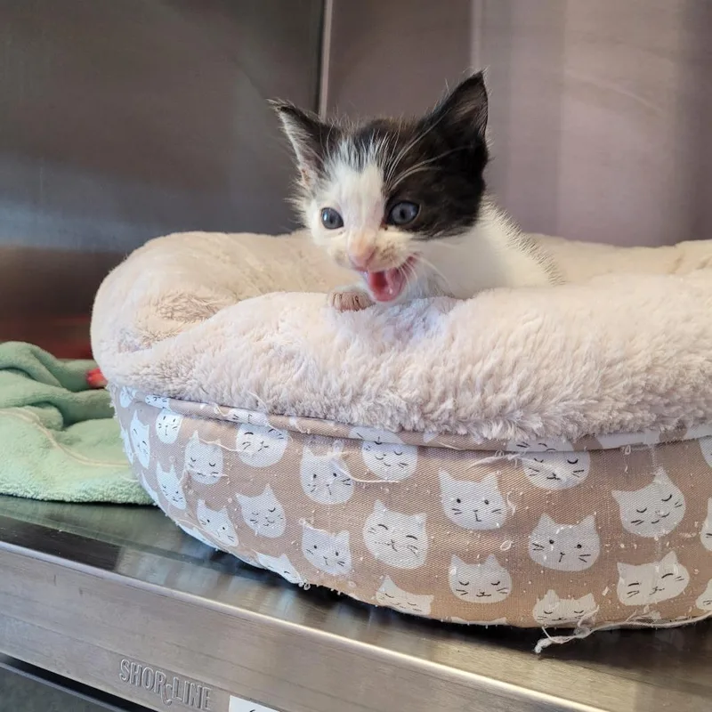 A baby small-sized female White Domestic Short Hair cat named Susie Q for adoption in Madisonville, TN