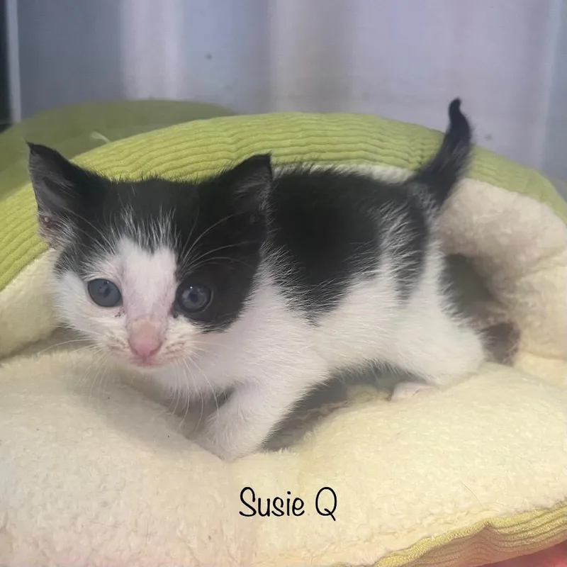 Susie Q thumbnail 2