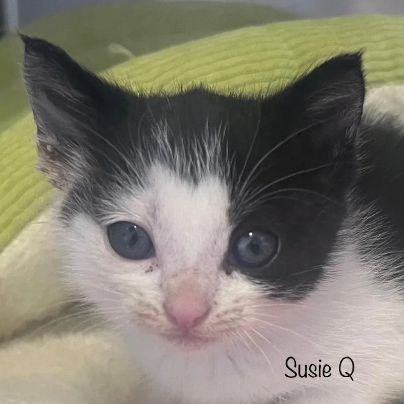 Susie Q thumbnail 3