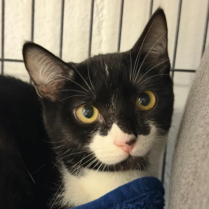 A baby small-sized female Domestic Short Hair cat named Makita for adoption in Hampton Bays, NY