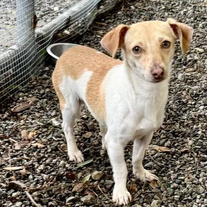A young small-sized male Mixed Breed dog named Wilder for adoption in Oakland, CA