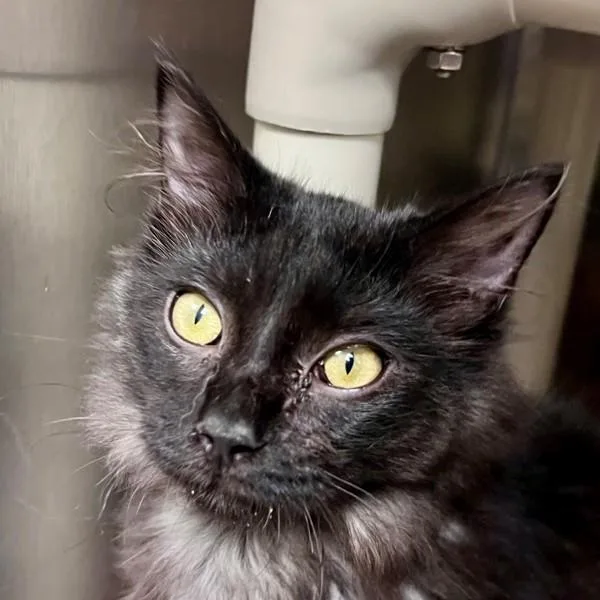 A baby small-sized female Domestic Medium Hair cat named Mango for adoption in Walnut Creek, CA