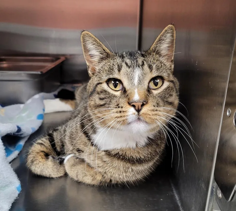 A young medium-sized male Domestic Short Hair cat named Mac for adoption in Logan, UT