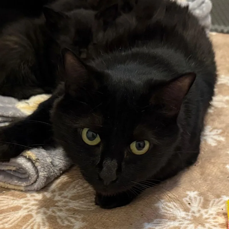 A senior medium-sized female Black Domestic Medium Hair cat named Penny for adoption in Blairsville, GA