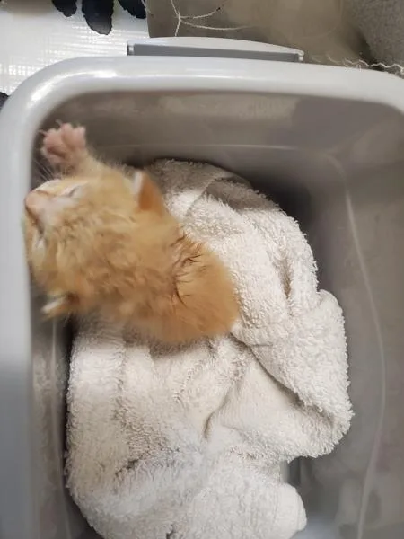 A baby small-sized male Domestic Short Hair cat named Simba for adoption in Escondido, CA