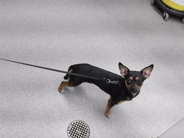 A young small-sized male Miniature Pinscher dog named Power for adoption in Omaha, NE