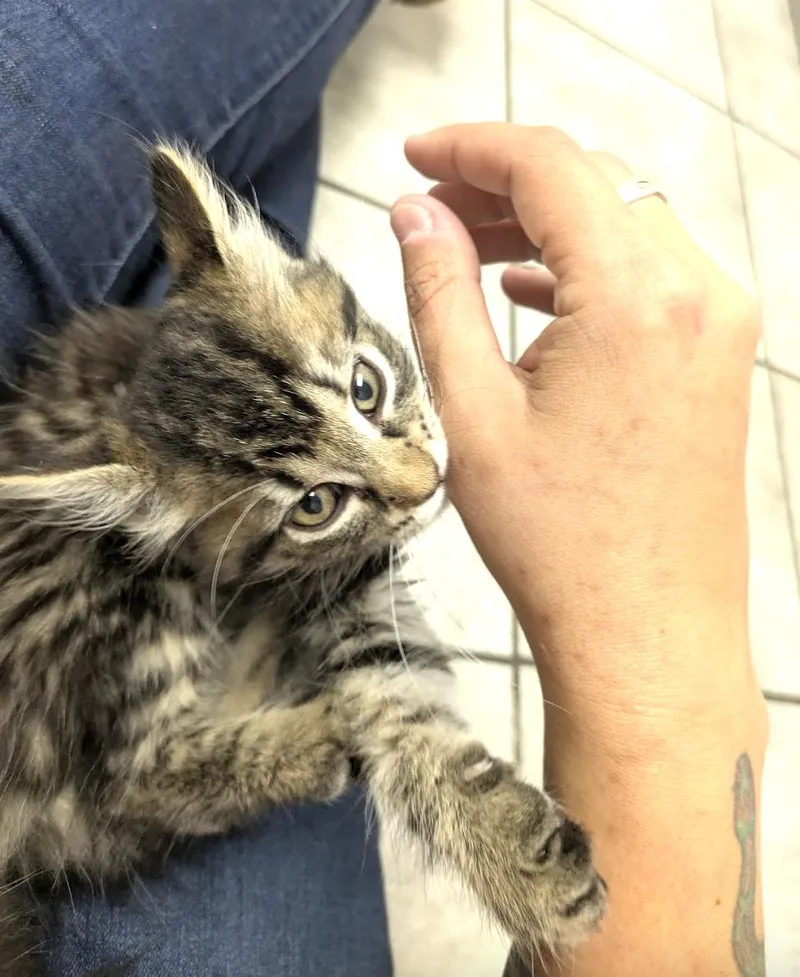 A baby medium-sized female Domestic Long Hair cat named Mai for adoption in Columbus, OH