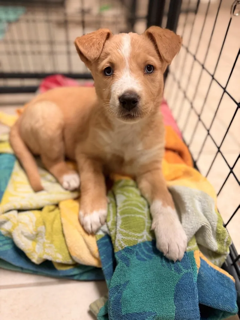 A baby medium-sized female Golden Mixed Breed dog named Sierra for adoption in Mansfield, TX
