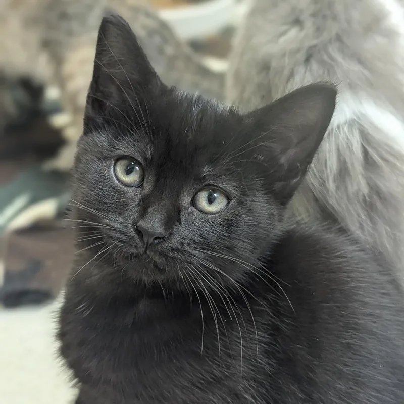 A baby small-sized female Black Domestic Short Hair cat named Cherry for adoption in Fenton, MI