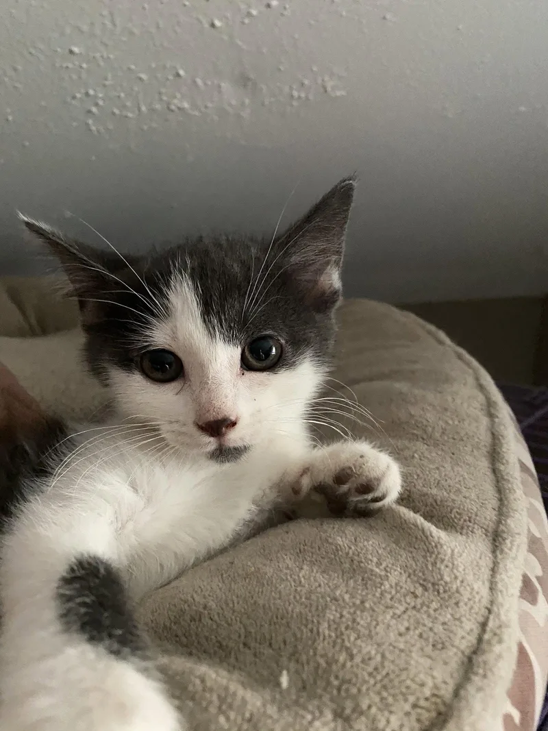 A baby medium-sized female Domestic Short Hair cat named Rawlings for adoption in Louisville, KY