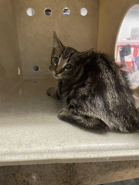 A baby small-sized male Domestic Short Hair cat named Elm for adoption in Tallahassee, FL