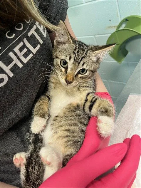 A baby small-sized male Brown / Chocolate Domestic Short Hair cat named Billy Madison for adoption in Tavares, FL