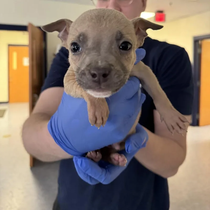 A baby small-sized male Yellow / Tan / Blond / Fawn Pit Bull Terrier dog named Wolfman for adoption in Charlottesville, VA