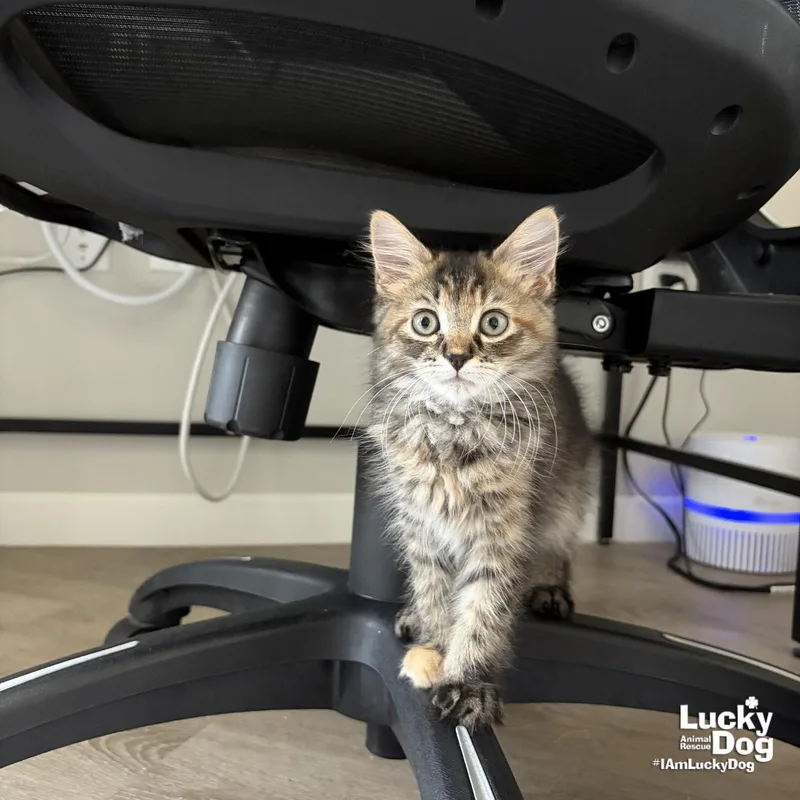 A baby medium-sized female Domestic Medium Hair cat named Brooks for adoption in Washington, DC