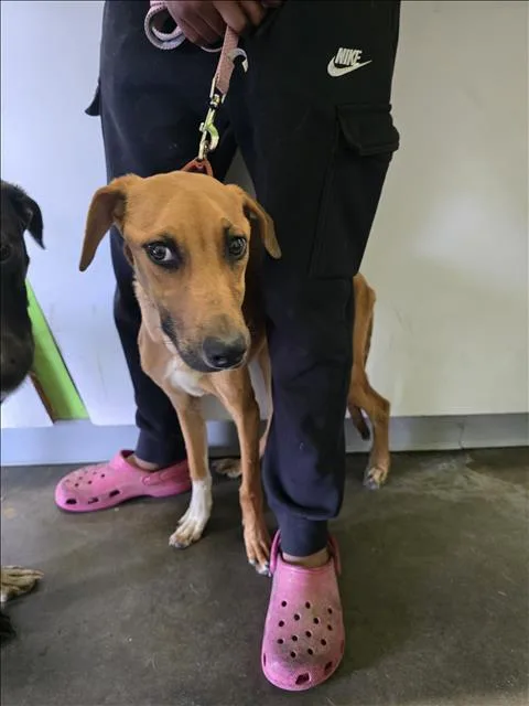 A young medium-sized female Greyhound dog named Kookie for adoption in Los Angeles, CA