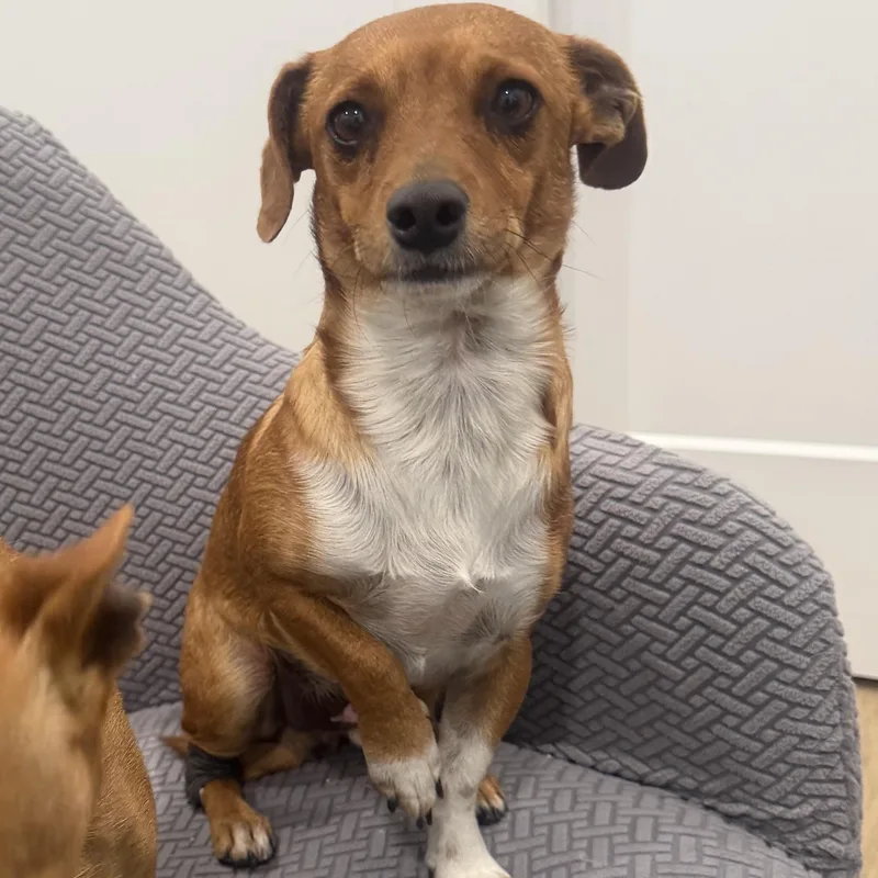 A young small-sized male Golden Dachshund dog named Mr. Bubbly Draco for adoption in Ridgefield, WA