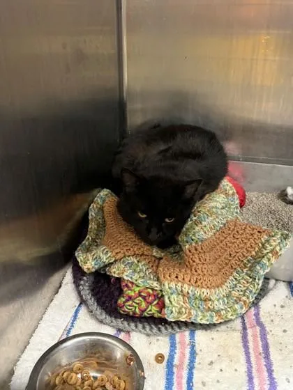 An adult medium-sized male Domestic Short Hair cat named Big Mac for adoption in Baraboo, WI