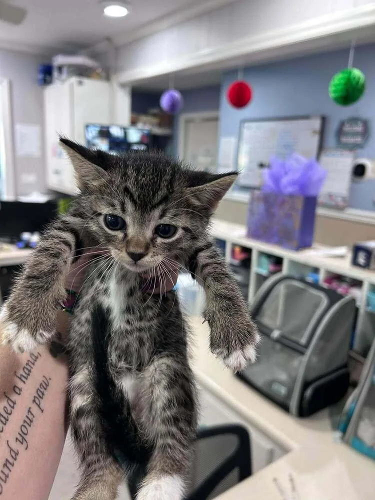 A baby small-sized male Domestic Short Hair cat named Argon for adoption in Statesboro, GA