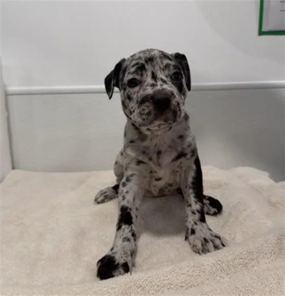 A baby small-sized female Pit Bull Terrier dog named Malt for adoption in Redlands, CA