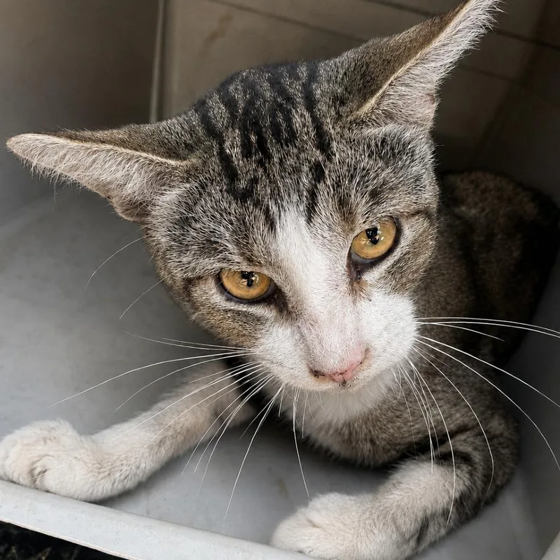 An adult medium-sized male Black Domestic Short Hair cat named Finegan for adoption in Austin, TX