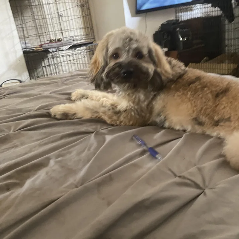 A baby small-sized male Tricolor (Brown, Black, & White) Sheepadoodle dog named Waffles for adoption in Moreno Valley, CA