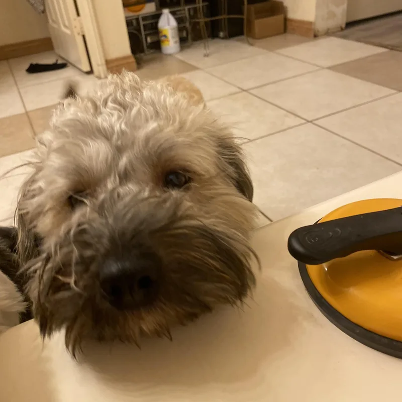 Waffles thumbnail 2