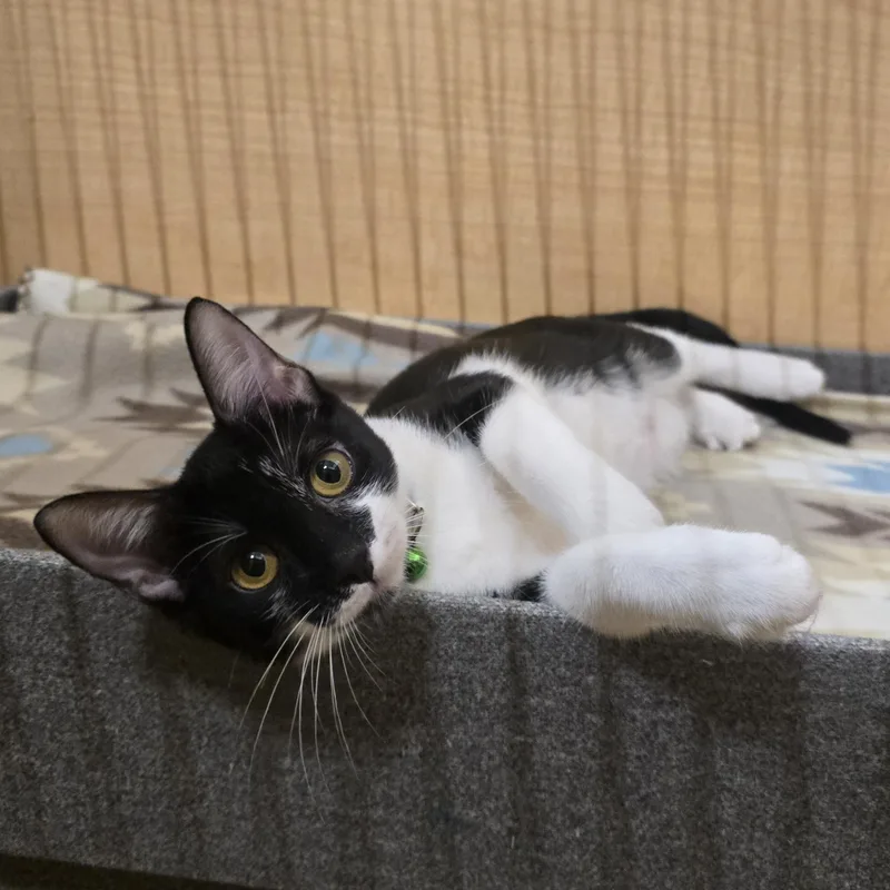 A baby medium-sized female Black & White / Tuxedo Domestic Short Hair cat named Regina George for adoption in Warr Acres, OK