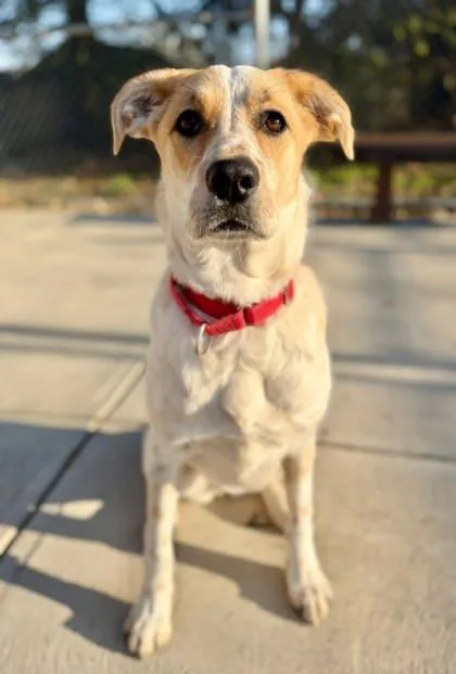 An adult large-sized female Cattle Dog dog named Koda for adoption in Parma, OH