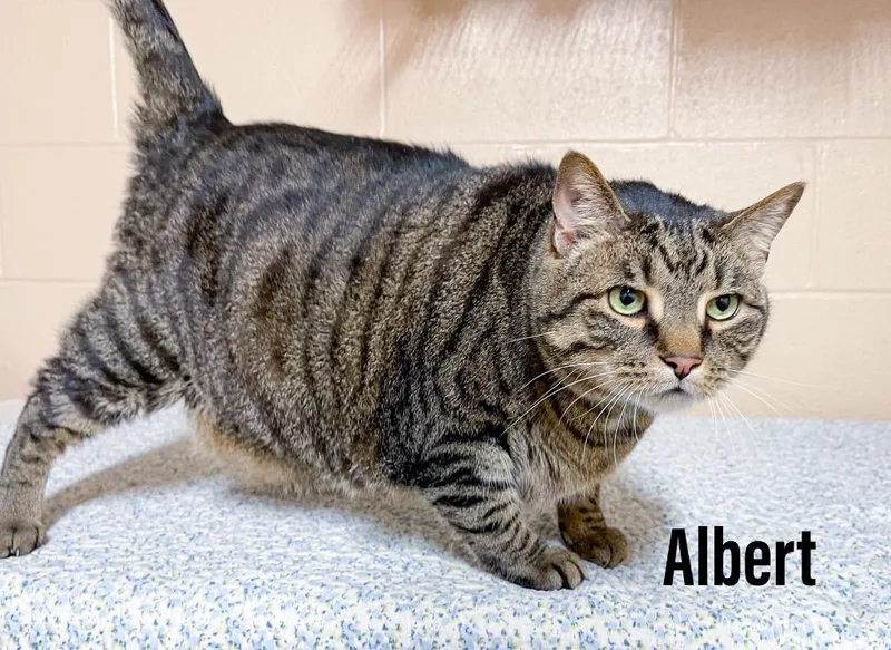 Albert