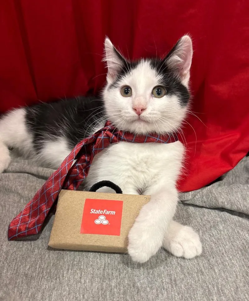 A baby small-sized male Domestic Medium Hair cat named Jake for adoption in Claremore, OK