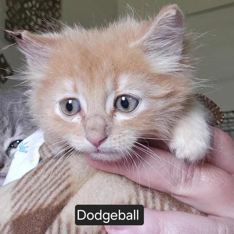 A young small-sized male Orange / Red Domestic Medium Hair cat named Dodgeball Orr for adoption in Eagle Mountain, UT