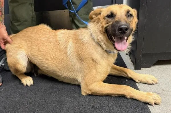 An adult large-sized female Shepherd dog named Mazy for adoption in Tulare, CA