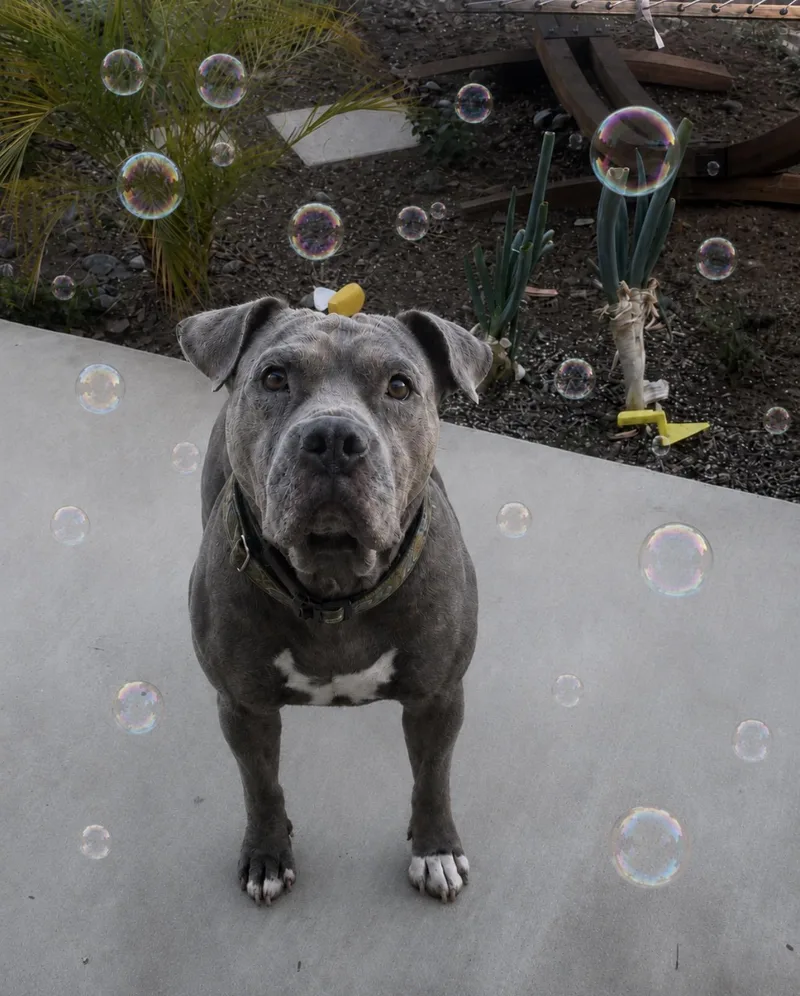 An adult medium-sized female Gray / Blue / Silver American Bulldog dog named Honey for adoption in Claremont, CA