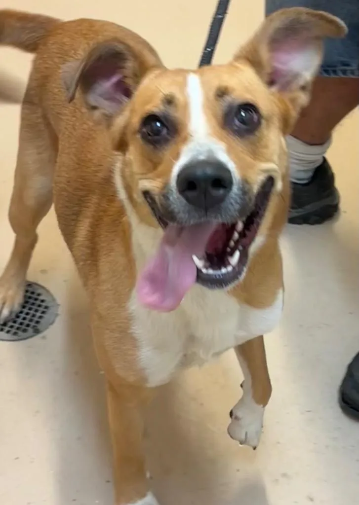 A young large-sized female Mountain Cur dog named Liberty for adoption in Elizabethton, TN