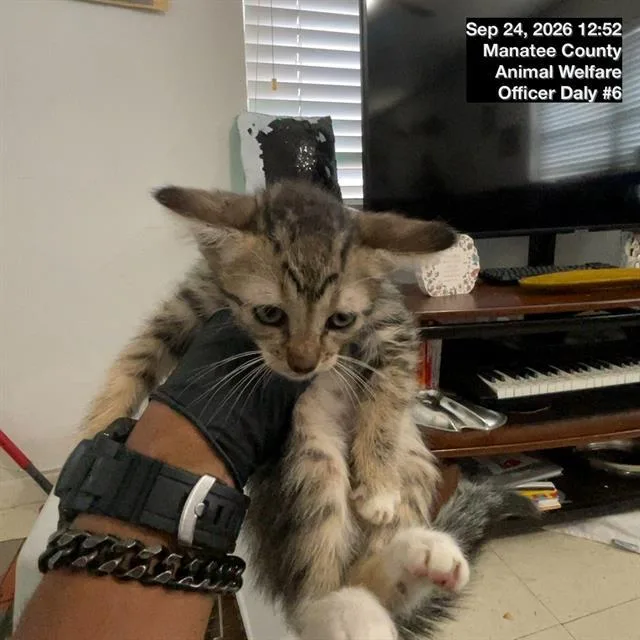 A baby small-sized male Domestic Medium Hair cat named A for adoption in Palmetto, FL